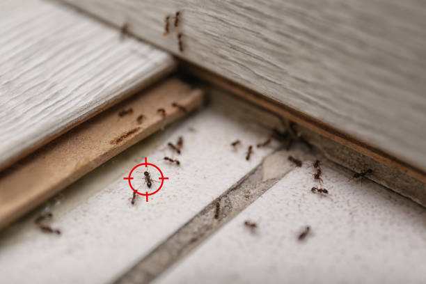 Best Insect Control  in Blackfoot, ID