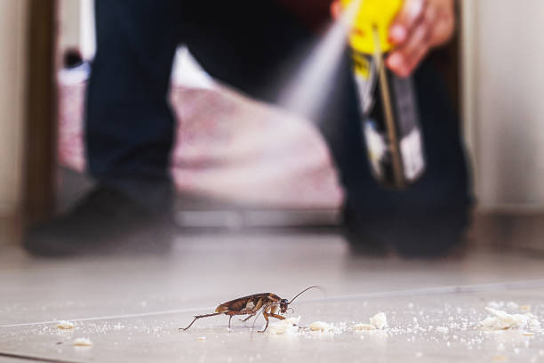 Best Termite Control Services  in Blackfoot, ID